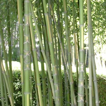 Bambou Phyllostachys aurea Flavescens Inversa Bambou Phyllostachys aurea Flavescens Inversa