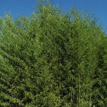 Bambou Phyllostachys arcana Luteosulcata Bambou Phyllostachys arcana Luteosulcata