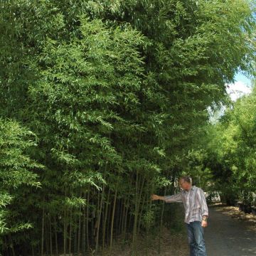 Bambou Phyllostachys nuda Bambou Phyllostachys nuda