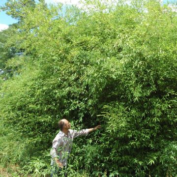 Bambou Phyllostachys Tip-top Bambou Phyllostachys Tip-top