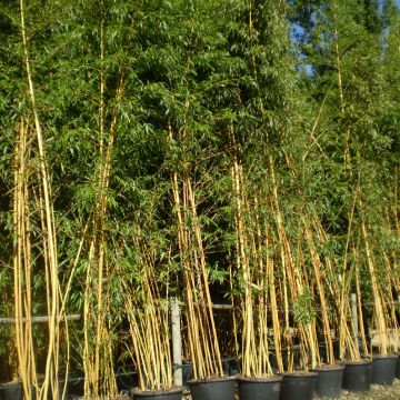 Bambou phyllostachys bambusoides holochrysa Bambou phyllostachys bambusoides holochrysa