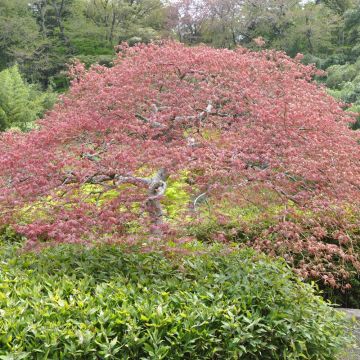 Erable du Japon Crimson Queen