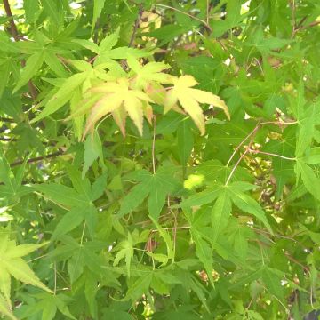 Erable du Japon ou Acer palmatum Ueno Yama