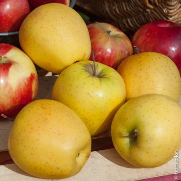 Meli Golden Delicious