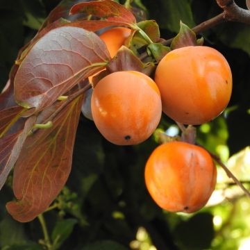 Kaki Fuyu Kaki Fuyu
