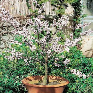 Albicocco Nano Garden Aprigold ®