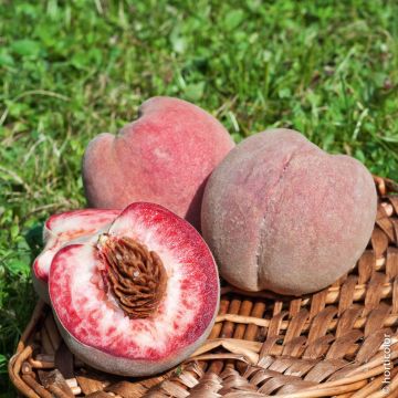 Pesco della vina