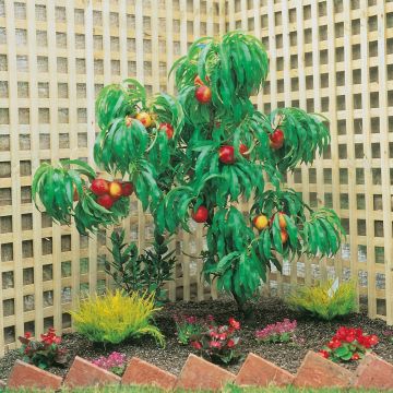 Pesco Noce Nano Rubis ® Necta Zee