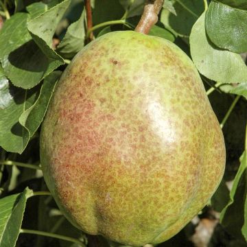 POIRE COLONNAIRE OBELUS ® POIRE COLONNAIRE OBELUS ®