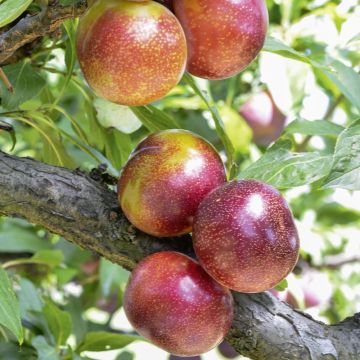 PLUOT FLAVOR CANDY ®