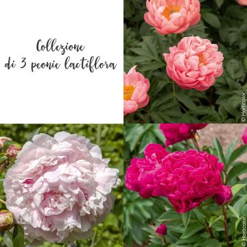 Collection de 3 Pivoines lactiflora