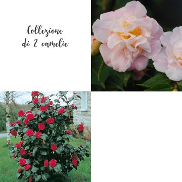 Collezione di 2 camelie