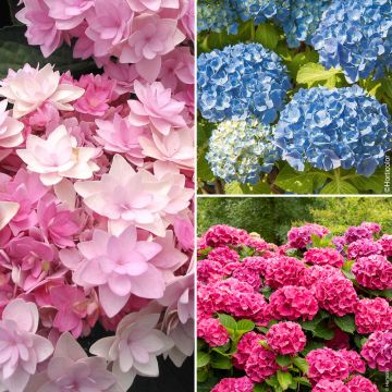 Collection de 3 hortensias ou Hydrangea macrophylla assortis Collection de 3 hortensias ou Hydrangea macrophylla assortis