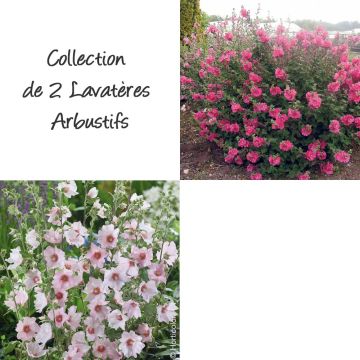 Collezione di 2 Lavatere Arbustive Collezione di 2 Lavatere Arbustive