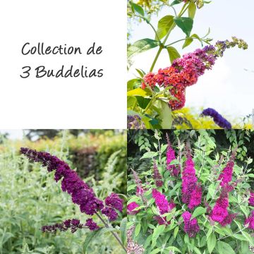 Collection de 3 buddleias Collection de 3 buddleias