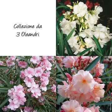 Collezione da 3 oleandri Collezione da 3 oleandri