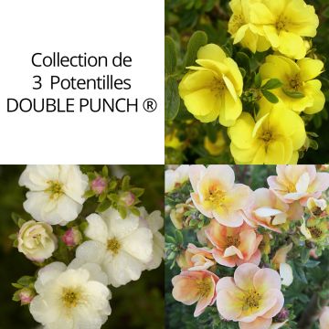 Collection de 3 Potentilles DOUBLE PUNCH ® Collection de 3 Potentilles DOUBLE PUNCH ®