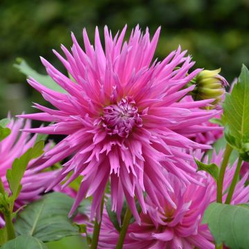 Dahlia cactus à dentelle Galaxie Dahlia cactus à dentelle Galaxie