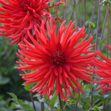 Dahlia Cactus Joker Dahlia Cactus Joker