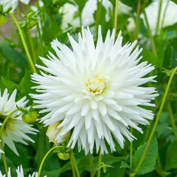 Dahlia dentelle White Lace Dahlia dentelle White Lace