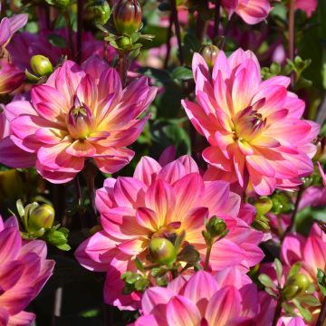 Dahlia buisson Profusion Dahlia buisson Profusion