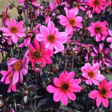 Dahlia nain simple Cracow Dahlia nain simple Cracow
