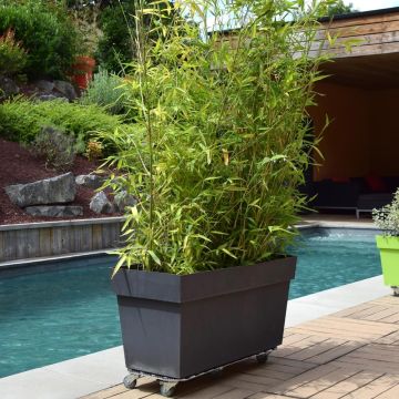 Roule Plante rectangle Roule Plante rectangle