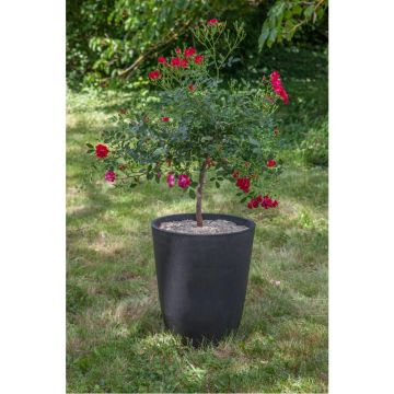 Mini rosier tige Red Drift ® présenté dans pot Pérou Ardoise Mini rosier tige Red Drift ® présenté dans pot Pérou Ardoise