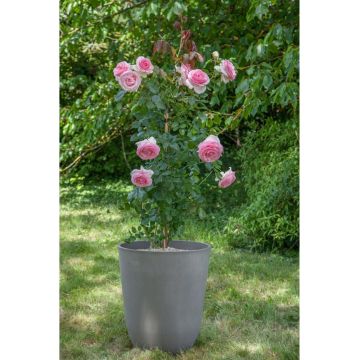 Rosier Pierre de Ronsard ® présenté dans le pot Pérou gris Rosier Pierre de Ronsard ® présenté dans le pot Pérou gris