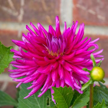 Dalia cactus a grandi fiori Purple Gem