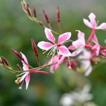 Gaura Siskiyou Pink