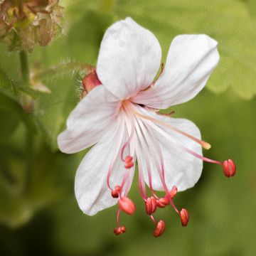 Géranium vivace macrorrhizum Spessart