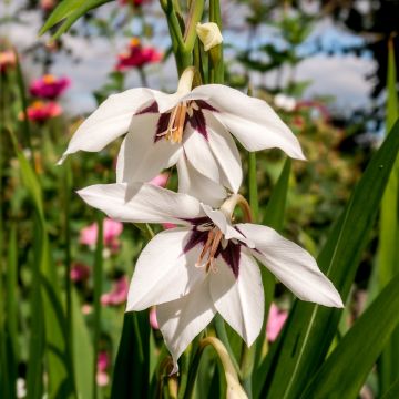 Gladioli d’Abissinia