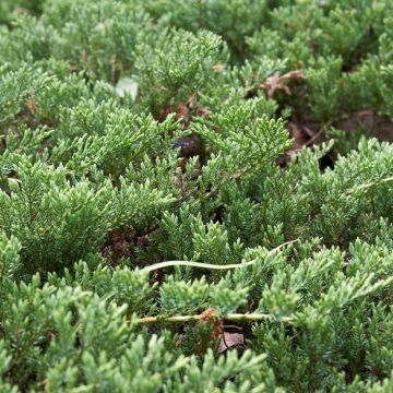 Juniperus Horizontali Prince of Wales