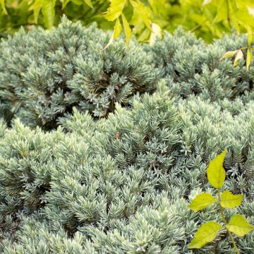 Juniperus Squamata Blue Star