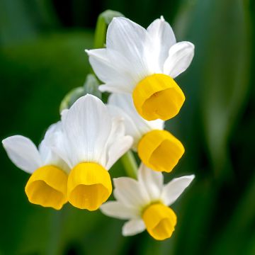 Narciso botanico Narcissus canaliculatus