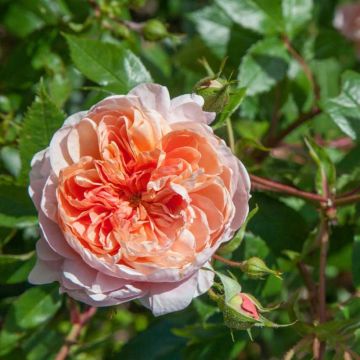 Rosier grimpant COLETTE ® Meiroupis
