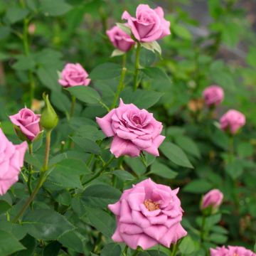 Rosier nain ou miniature Meillandina Lavender® 