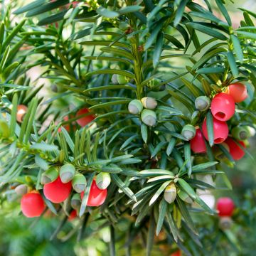 Taxus Baccata