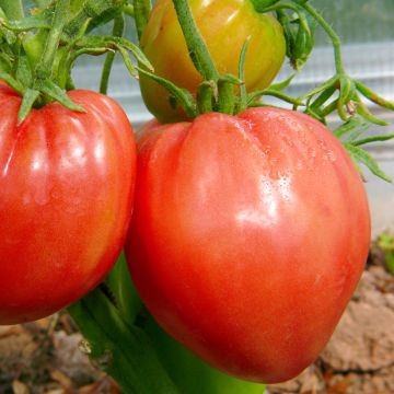 Tomate Cauralina F1 Type Cœur de Bœuf Le plant
