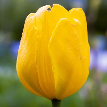 Tulipano Darwin Golden Apeldoorn