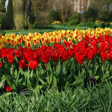 Tulipano Botanico Showwinner