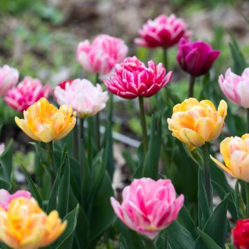 Tulipes double tardives en mélange Lot de 20