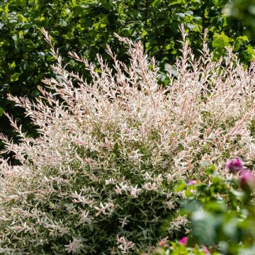 Salix integra