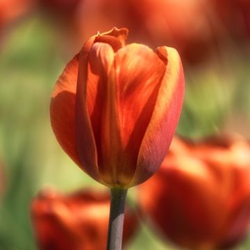 Tulipani semplici Brown Sugar