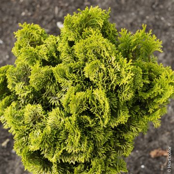 Faux cyprès Hinoki du Japon doré ou Chamaecyparis obtusa ‘Aurora’