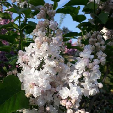 Lilas Mme Lemoine