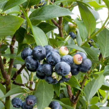 Myrtillier ou Vaccinium corymbosum ‘Patriot’