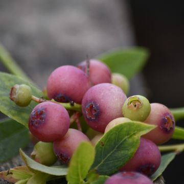 Myrtillier ou Vaccinium corymbosum PINK LEMONADE ® Myrtillier ou Vaccinium corymbosum PINK LEMONADE ®
