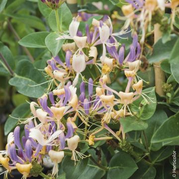 Caprifoglio o Lonicera periclymenum CAPRILIA ® Ever ‘Inov42’